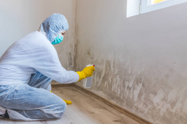 Licensed Black Mold Removal service in Callaway, MD - WQB Mold Removal