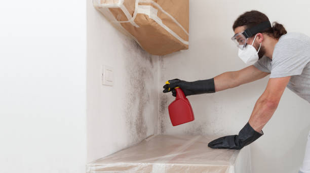 Professional Black Mold Removal technician working in Callaway, MD