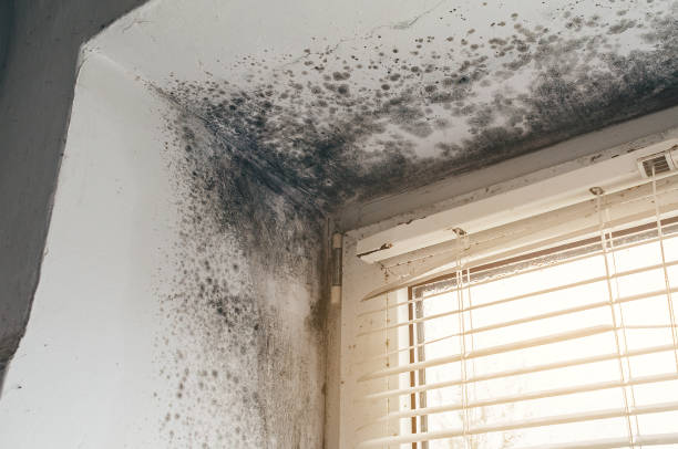 Affordable Black Mold Removal solutions in Callaway, MD
